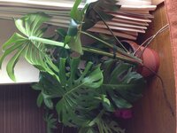 観葉植物モンステラの植えかえ方法と根っこをなんとかしたい とっても大 Yahoo 知恵袋