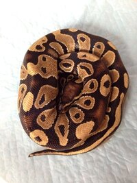 ボールパイソンのモルフについて教えてください この子はノーマルですか Yahoo 知恵袋