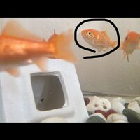 金魚が水槽から飛び出て死んでしまいました 飛び出して逃げようとするほど水槽が Yahoo 知恵袋