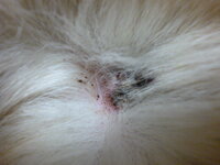 愛犬の耳の下に 黒いかたまりがありました 根元の皮膚を見ると赤くなって Yahoo 知恵袋