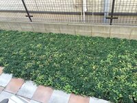 駐車場の目地にタマリュウを植えるってどう 注意点とdiyのコツを紹介 Ryotaハウス