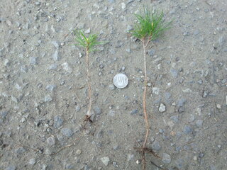 盆栽を苗から育てたいのですが どちらの苗を使えば良いでしょうか この苗 Yahoo 知恵袋