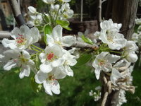 この桜に似た花は何でしょうか こんばんは ご覧くださりありがとうござい Yahoo 知恵袋