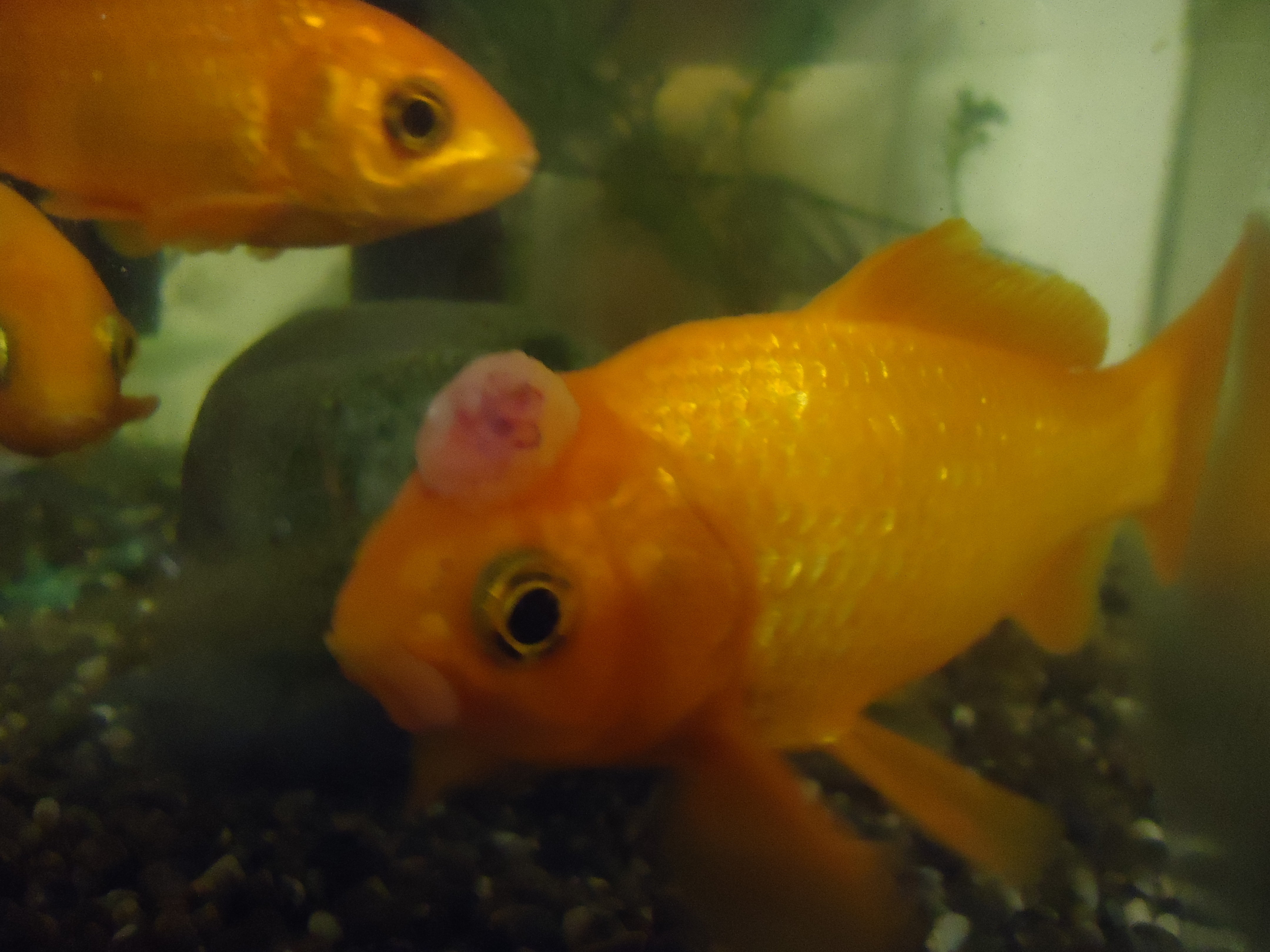 金魚の頭と口に白いできものができました。 - 今年の夏ごろに