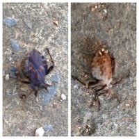 室内に保管してあったじゃがいもが腐って よく見るとウネウネと糸状の虫 Yahoo 知恵袋