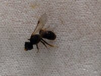 黒くて小さい蜂のような虫が家で死にかけていました これはなんという虫 Yahoo 知恵袋