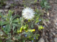 雑草のようですが 花の名前を教えてください とて Yahoo 知恵袋