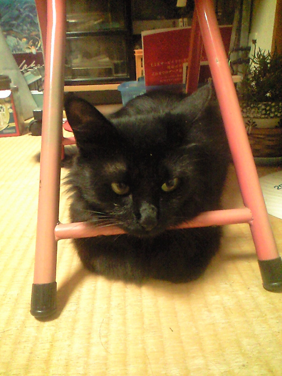 いなくなった猫が帰ってきた例を教えて下さい。 - うちの子1ヶ月以上 