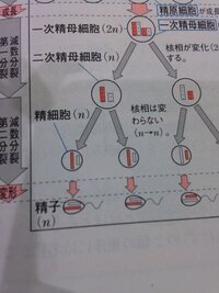 二次精母細胞から精細胞になるときの減数分裂について なぜ核相は変わ Yahoo 知恵袋