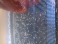 金魚がお腹のあたりを口で突っつきながら追いかけっこをしています 追いかけら Yahoo 知恵袋