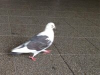 野生の白鳩について こんな感じの 白色の鳩を見つけました 足に輪っ Yahoo 知恵袋