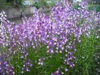 この花の名前を教えてください 道端に咲いているものです こぼれ種で増えるので Yahoo 知恵袋