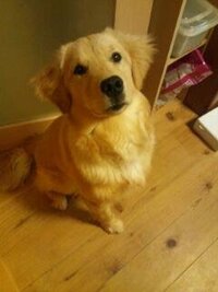 犬の避妊手術で質問です うちのチワワ は既に初ヒートを経験して Yahoo 知恵袋
