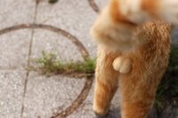 猫の金タマってどんな触りごこちなんですか 触りたいです Yahoo 知恵袋