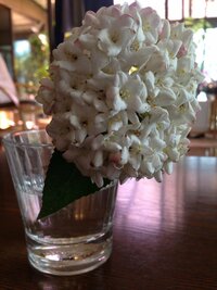 今の時期に咲いてる花で オオデマリに似た葉で 香りが沈丁花のような甘く強めな Yahoo 知恵袋