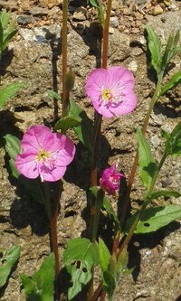 壁際のピンク色の花の名前をおしえて下さい 場所的に雑草だと思います Yahoo 知恵袋