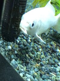 この間友人の家の庭で錦鯉を飼っている池を見たのですが あの池に Yahoo 知恵袋