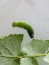 青虫の食べ物について 画像の青虫を公園で見つけてケースに入れました Yahoo 知恵袋