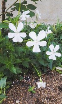 白い花の名前をおしえて下さい 花びら5枚の植物です これの名前をおしえ Yahoo 知恵袋