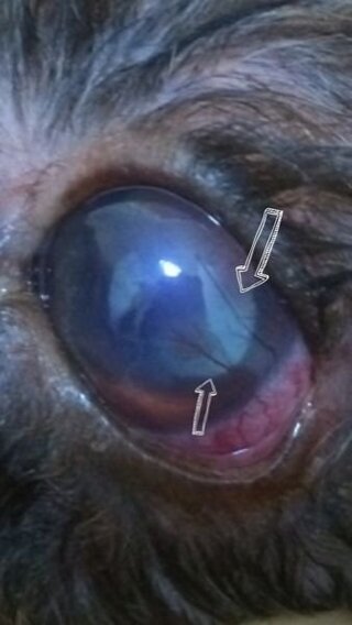 犬の目が充血 黄色い濁った目やに 目の上に赤い脈ができています 愛犬の Yahoo 知恵袋