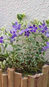 この花は何という名前ですか 紫の花で 斑入りの葉っぱ すごく素敵なので 植え Yahoo 知恵袋