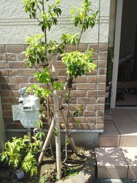 家のソヨゴの木に写真のような虫がいました 葉っぱが重なっている部分から出 Yahoo 知恵袋