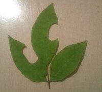 アオハダを今年３月頃地植えしました このところ 葉が丸まって枯 Yahoo 知恵袋