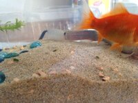 ﾄﾞｼﾞｮｳの底砂掃除についてお伺いします 現在ﾄﾞｼﾞｮｳ Yahoo 知恵袋