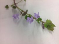 ホトケノザに似たこの花の名前を教えてください カキドオシ 垣 Yahoo 知恵袋