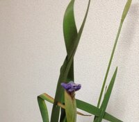 切り花のつぼみを咲かせる方法ってありますか 花屋さんで切り花 Yahoo 知恵袋