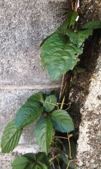 壁を這う雑草の名前をおしえて下さい ツルが上に向かって伸びていました Yahoo 知恵袋