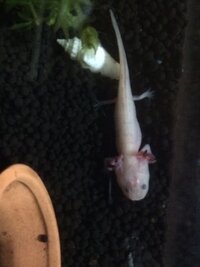 ウーパールーパーがエサを食べなくてすごく焦っています エサを Yahoo 知恵袋