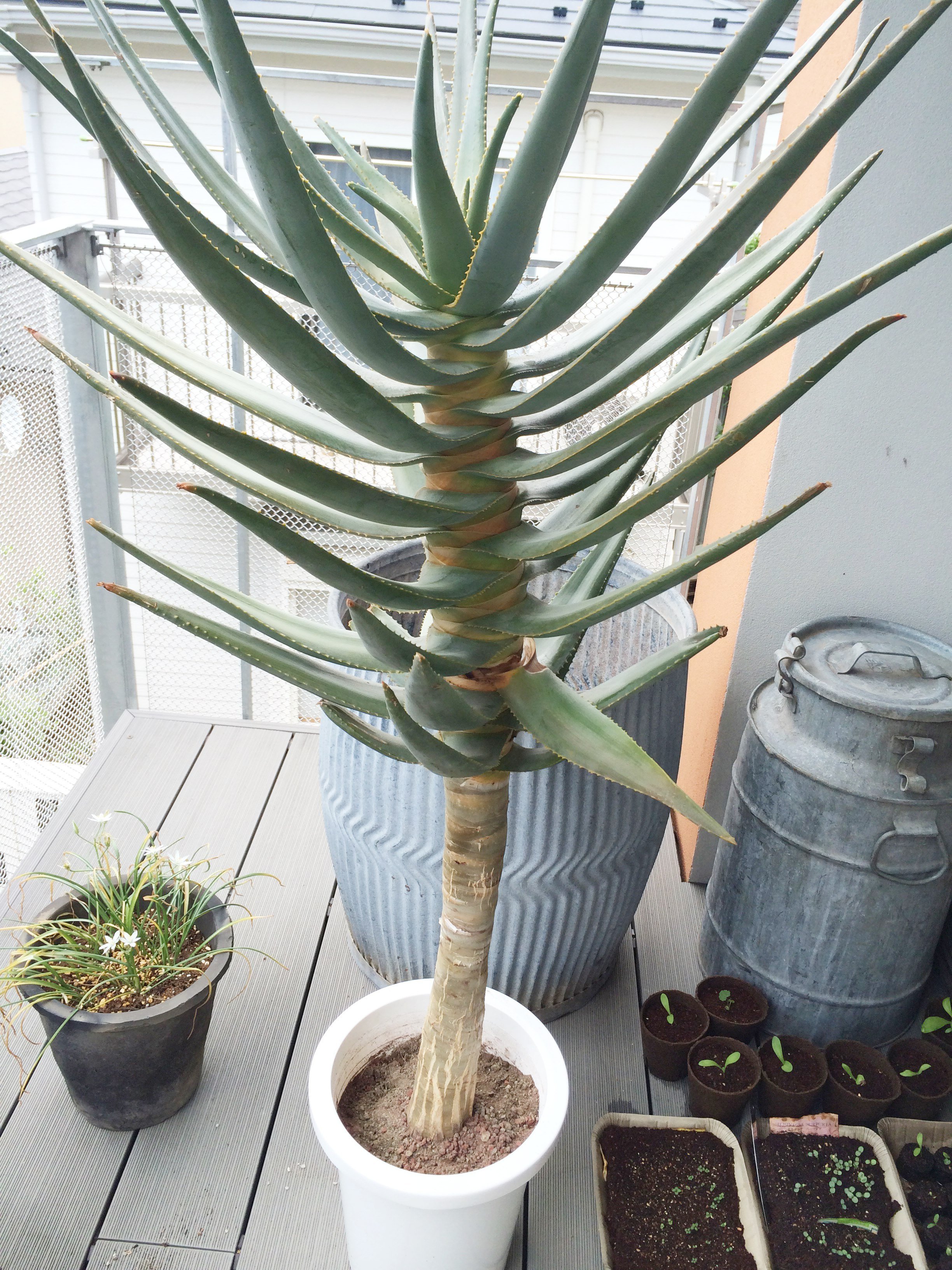 アロエ 水やり 頻度