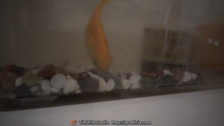 水槽で飼ってる金魚が激しく敷き詰めた石をつつくのはどうしてでしょう 餌が足り Yahoo 知恵袋