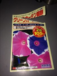 朝顔が いくつか種の殻を被ったままで双葉が開きません 手で取ろうとして Yahoo 知恵袋