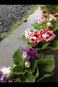 この花の名前を教えてください グロキシアでしょう 別名大岩桐 Yahoo 知恵袋