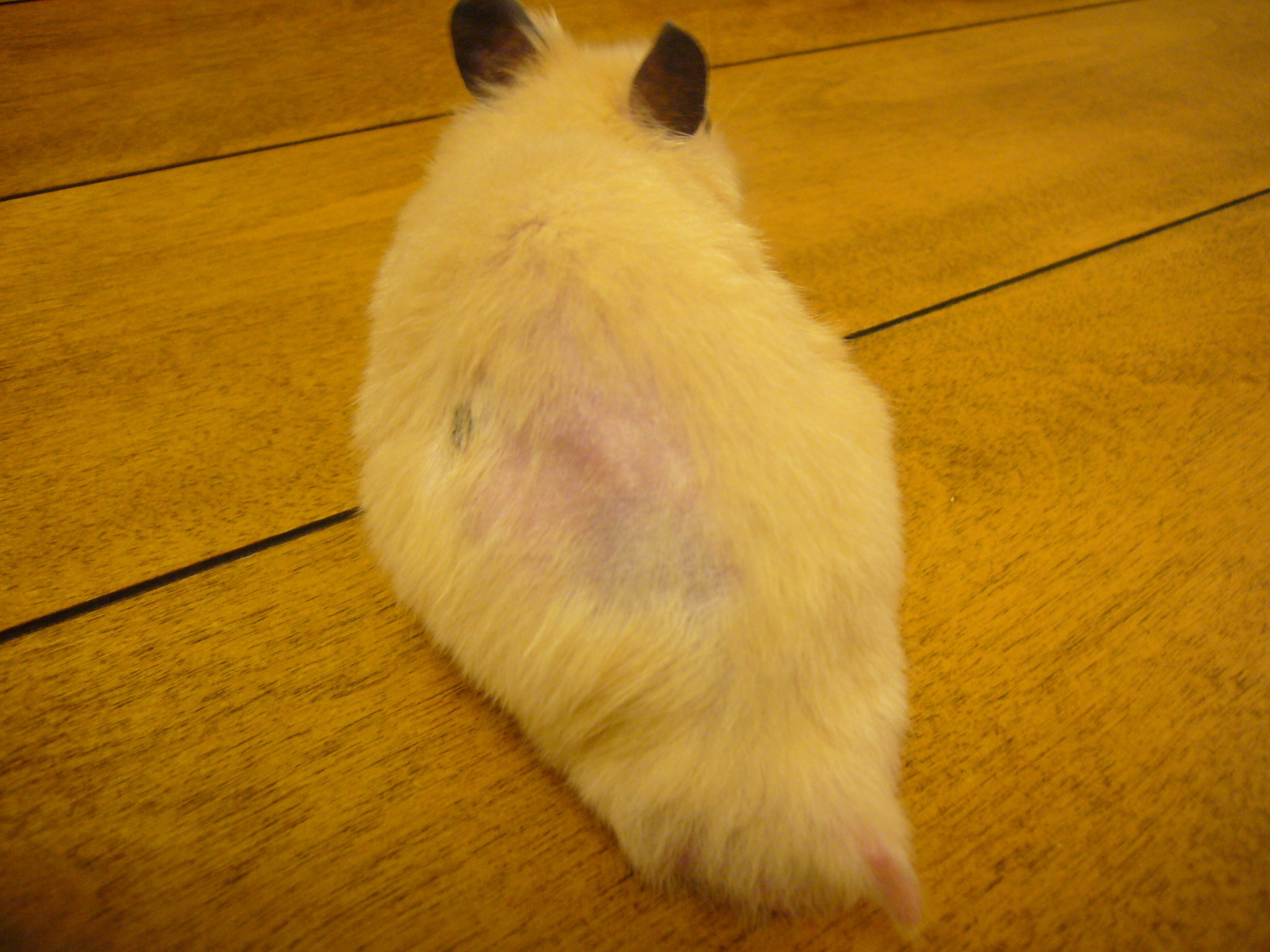 ハムスターのハゲ。床材アレルギーの場合どのくらいで治りますか？病院で床材... - Que 13129056828?w=320&h=320&exp=300&up=0