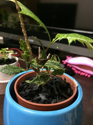 柊の葉の先から茶色になってしまいます 土からの植え替えで好きなのを Yahoo 知恵袋