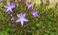 この青紫色の花の名前をおしえて下さい 背丈はcm 星形の花が咲いて Yahoo 知恵袋
