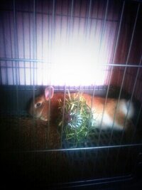 うさぎにパイナップル うさぎにパイナップルジュースをあげると 毛球症の予防 Yahoo 知恵袋