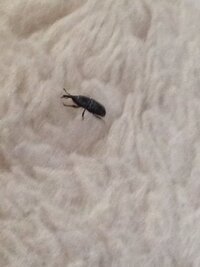 家の中に茶色小さい虫が何処からかわいてきます なんていう名前の虫で Yahoo 知恵袋