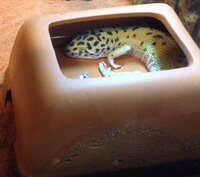 うちのレオパ ヒョウモントカゲモドキ が自ら入浴しています サブア Yahoo 知恵袋