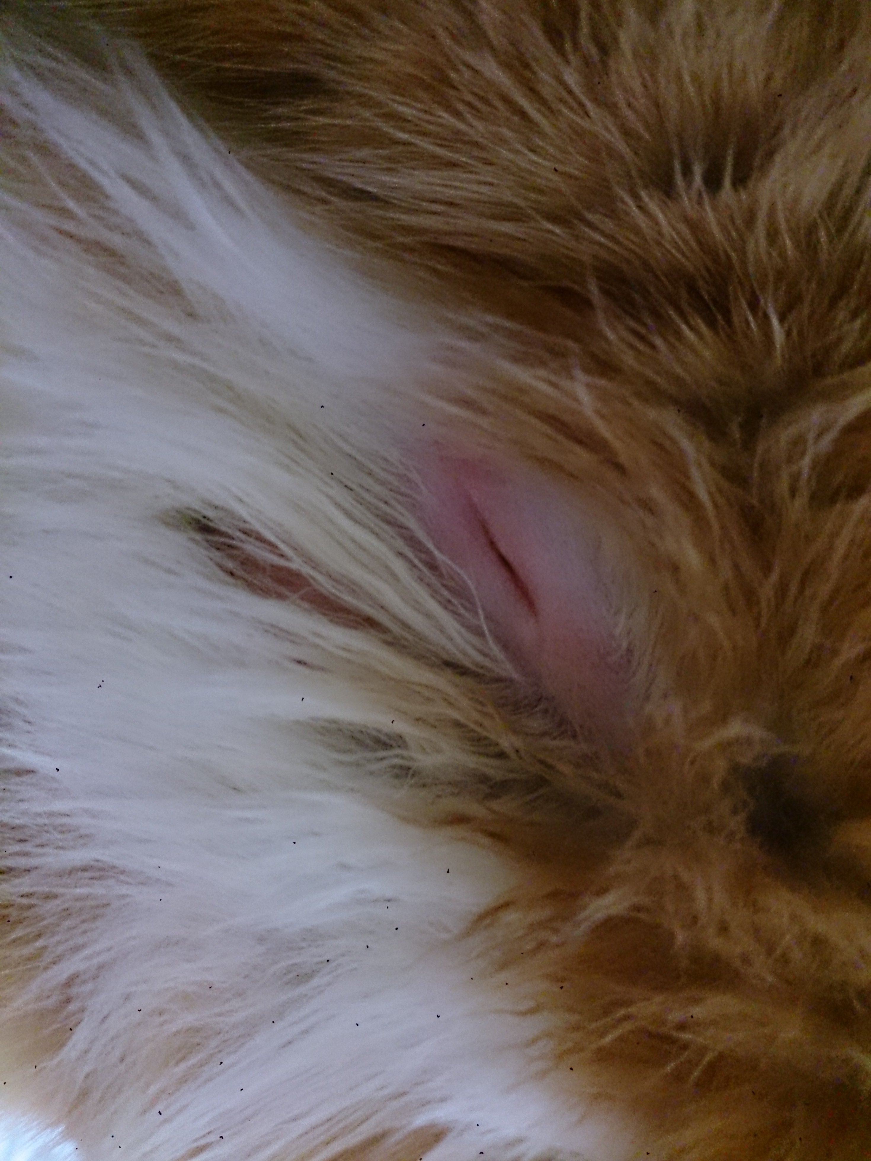 猫の傷口に塗るにはどの薬がいいんでしょう？回答お願いします。噛まれ 