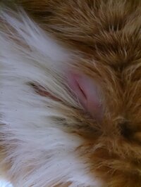 猫の傷口に塗るにはどの薬がいいんでしょう 回答お願いします 噛まれた Yahoo 知恵袋