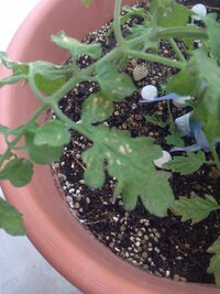 ミニトマトを栽培しています 葉っぱに茶色の斑点状のものが下葉にできています Yahoo 知恵袋