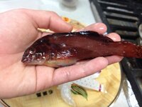 釣りをしたらベラ カサゴ アイナメが釣れました これらの魚はどの料理が美味 Yahoo 知恵袋