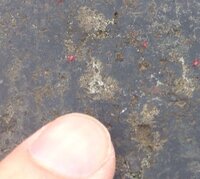 赤い虫がたくさんいます千葉県の戸建に住んでいます 庭の塀とかウッド Yahoo 知恵袋