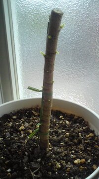 写真のシェフレラ カポック ですが ひょろんと高くなりすぎたので 180cm Yahoo 知恵袋