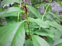 画像あり 桃 もも モモ あかつきネオ の新梢が枯れかけているのですが ど Yahoo 知恵袋