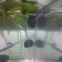 ホテイアオイメダカメダカの水槽に入れようとホテイアオイを購入したのですが 水槽 Yahoo 知恵袋
